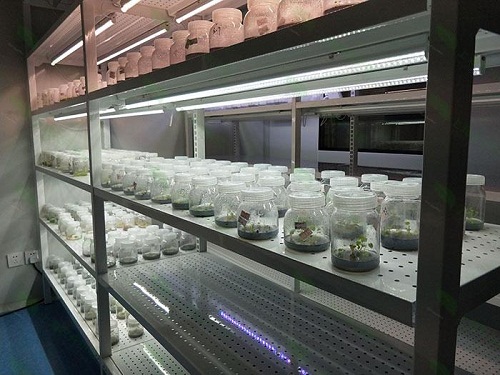 义县植物组织培养实验室设计建设方案